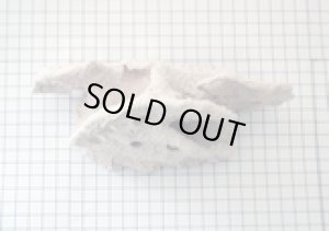 画像4: (Alternative Reef) マグネット付　FragStation (4)