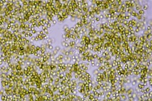 画像3: DKI マリンフード (easyreef) (3)