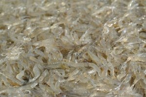 画像2: DKI マリンフード (easyreef) (2)